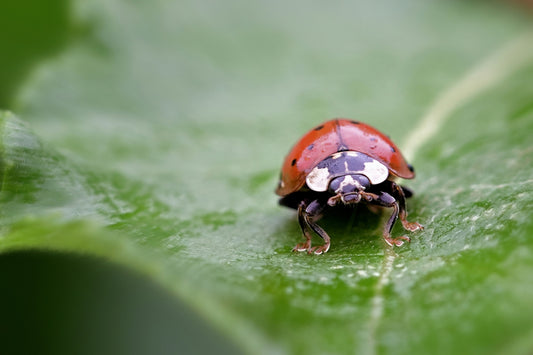 What Every Dog Owner Needs: A Practical, No-Nonsense Guide