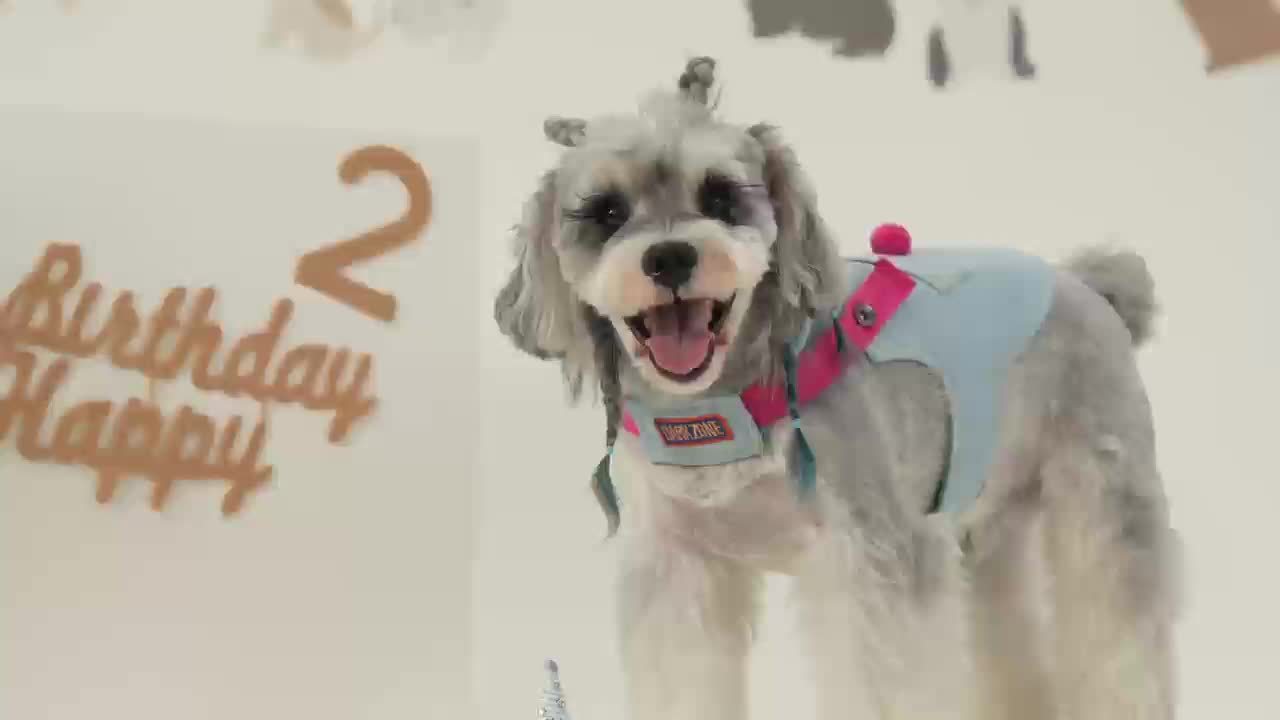 Dazi Adjustable Denim Dog Harness and Leash Set for Small Dogs No Pull No Choke