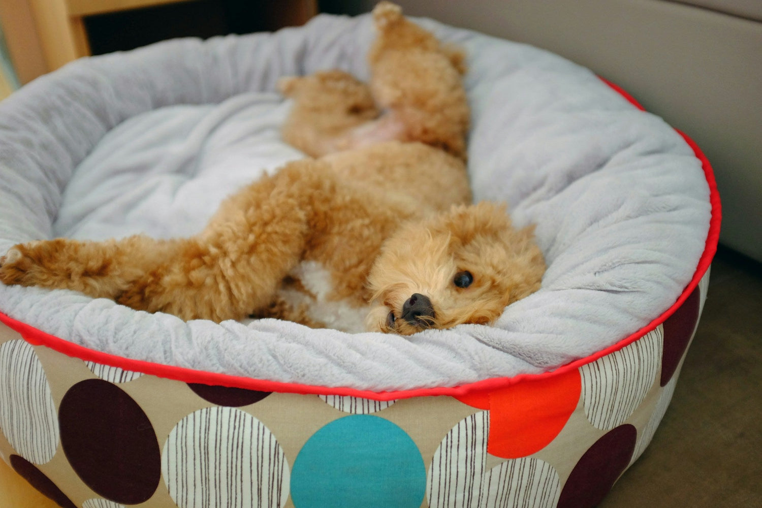 Pet Beds & Crates