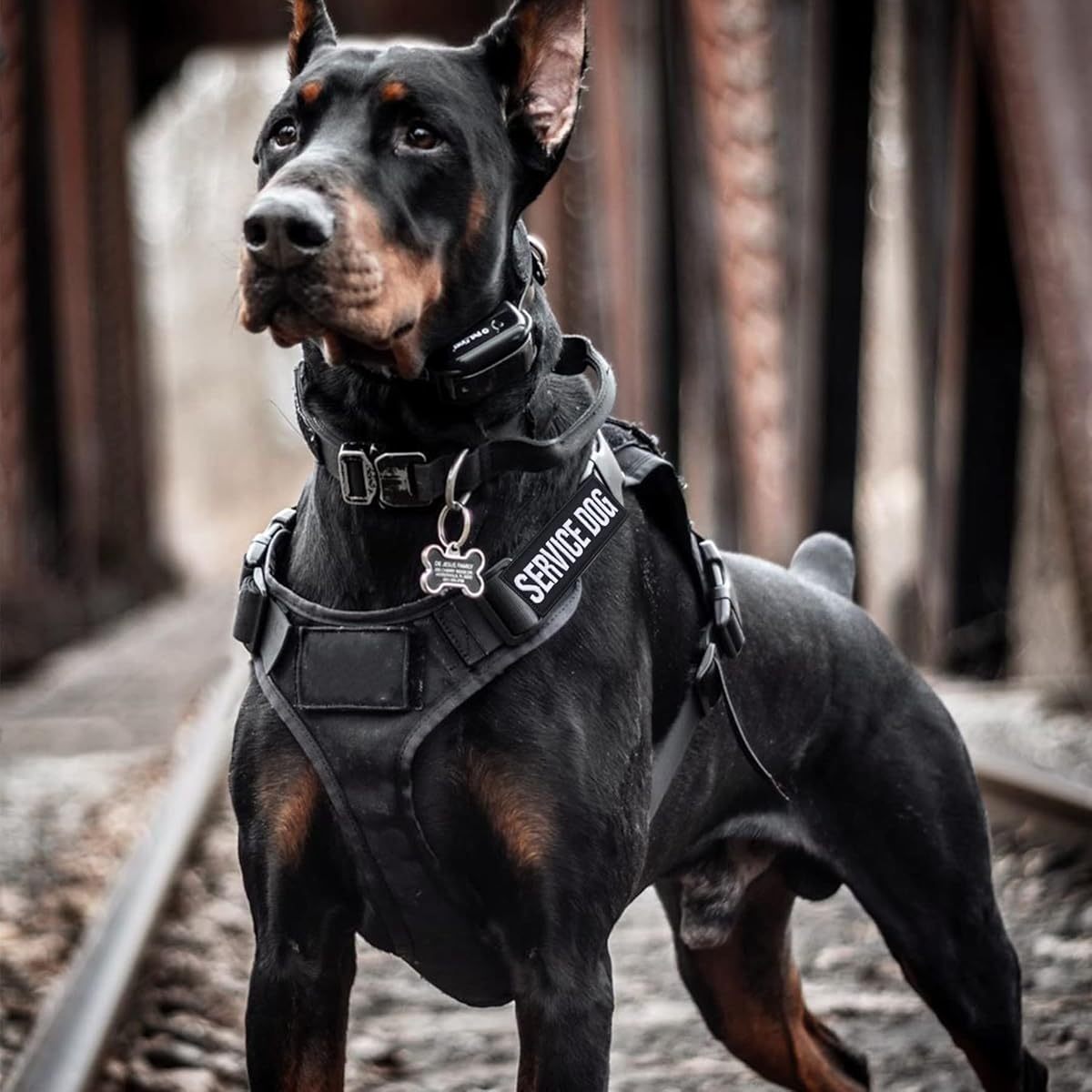 Removable Tactical Dog Harness and Service Dog Vest Patches: Do Not Pet, In Training, and Emotional Support (3.6 x 1.6 Inch)