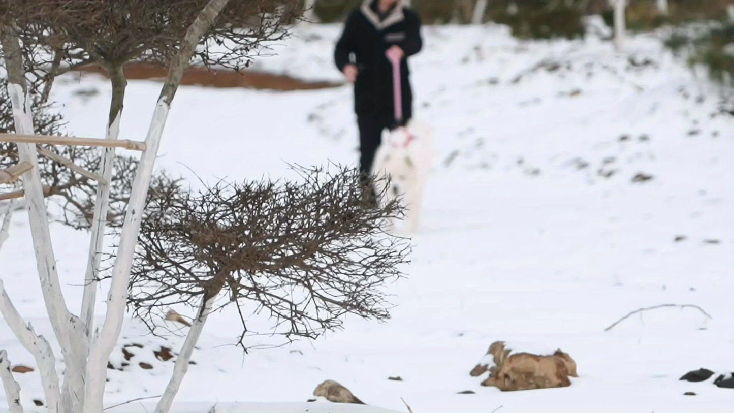 Adjustable Dog Snowboard Harness For Large Dogs, Reflective Dog Chest Strap With Snowmobile Attachment, Durable Dog Walking Belt For Winter Adventures - For Large Breed Dogs - Winter Season -  For Snowboarding, Snowmobiling &