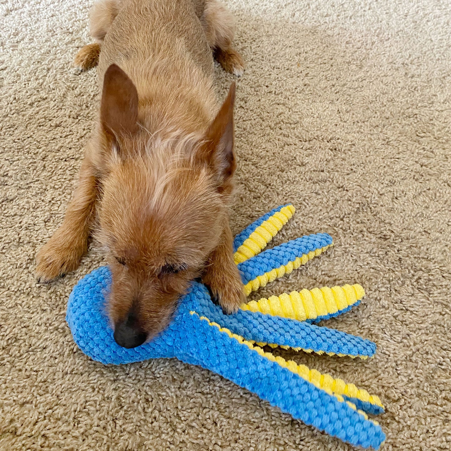 5 Pack Plush Squeaky Crinkle Chew Toys for Small and Medium Dogs Playtime Fun