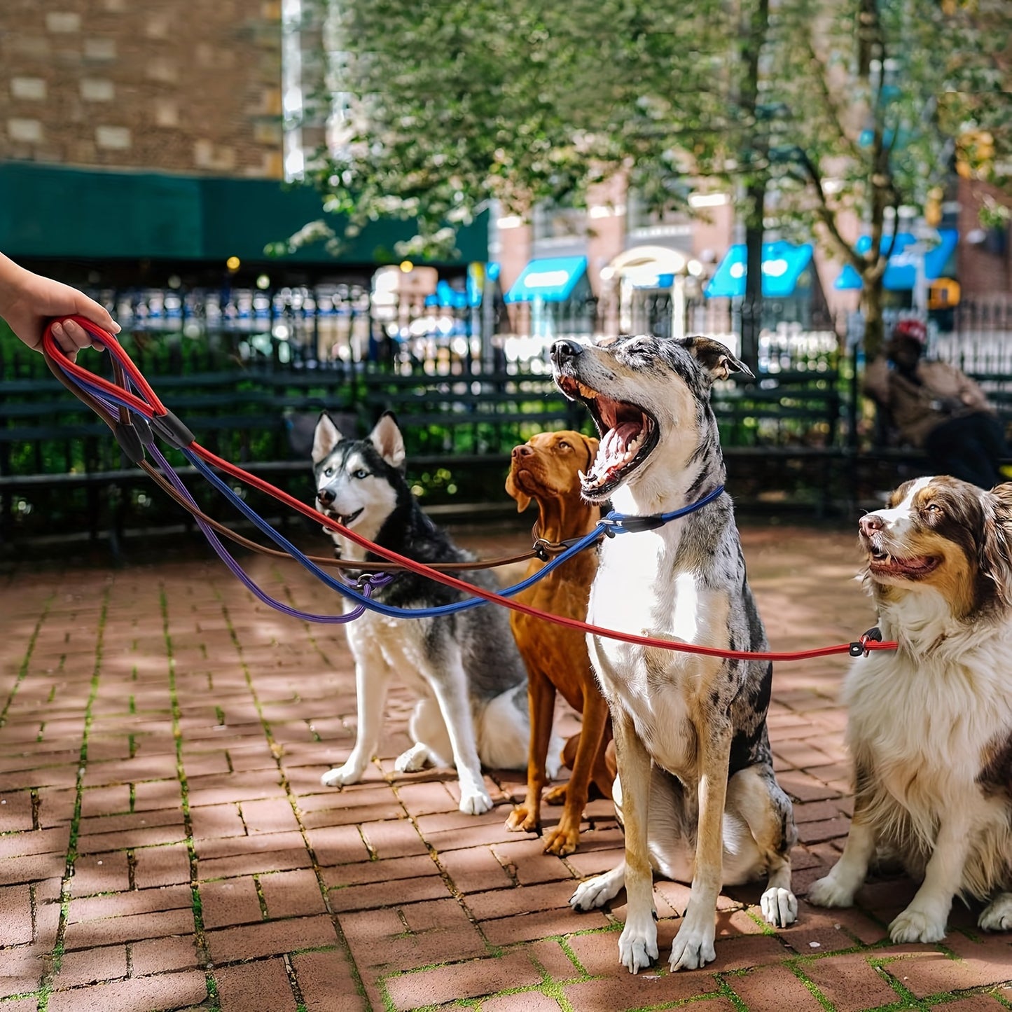 Durable 5pcs Nylon Rope Slip Lead - Dog Leash for All Sizes - Strong Training Lead