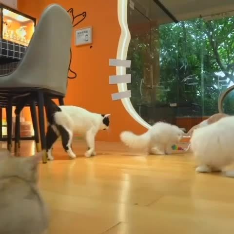 Interactive Motion Activated Electric Cat Toy Ball with RGB Lighting and Dual Speeds