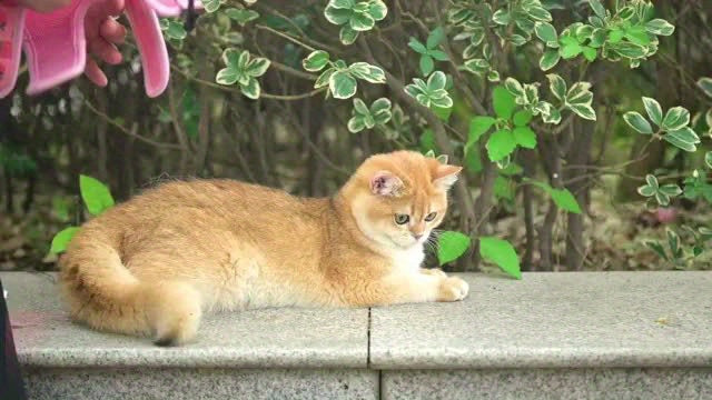 Cat Harness With Leash Escape Proof - Fashionable Mesh Cat Dog Walking Harness Leads, Adjustable For Kitties Puppies Small Animals, for Galaxy