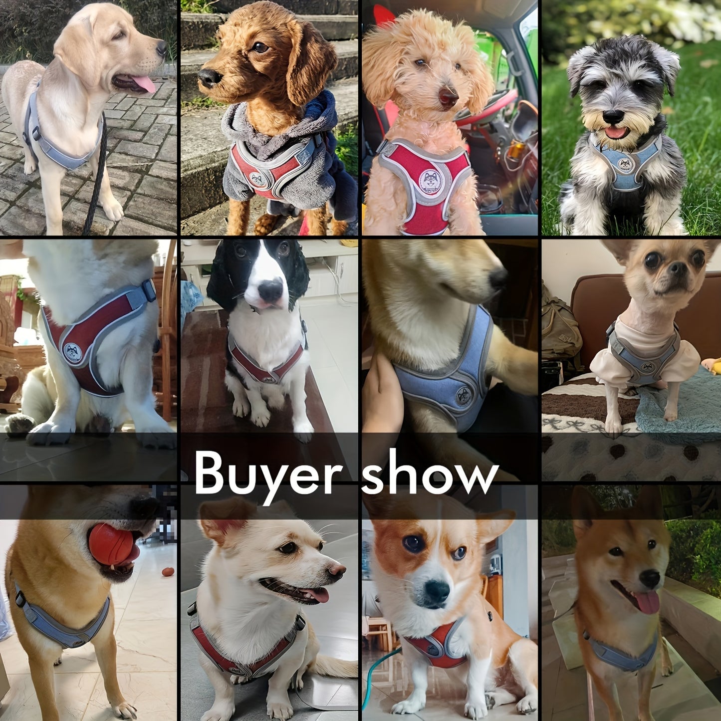 Adjustable chest strap and leash set with reflective strip for small and medium sized dogs