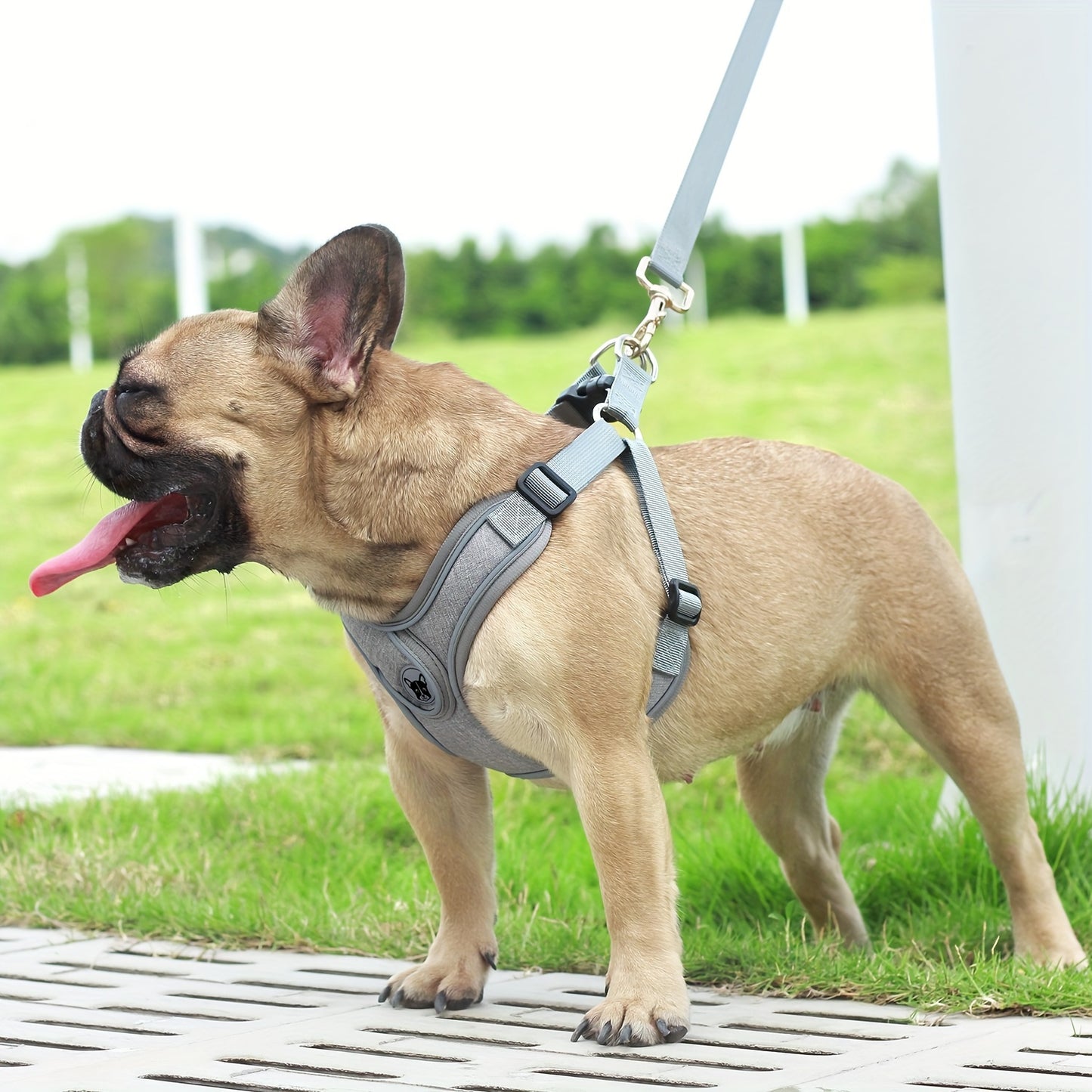 Adjustable chest strap and leash set with reflective strip for small and medium sized dogs