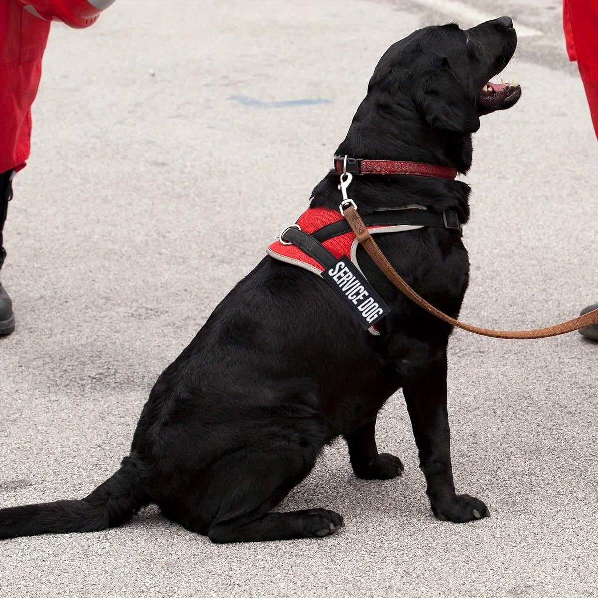 Removable Tactical Dog Harness and Service Dog Vest Patches: Do Not Pet, In Training, and Emotional Support (3.6 x 1.6 Inch)