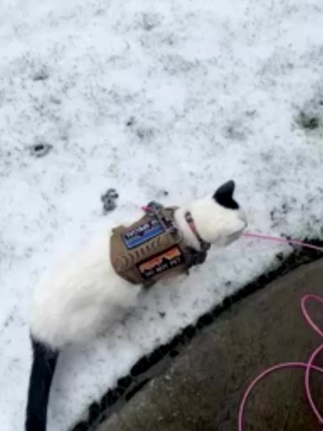 Adjustable Cat Outdoor Tactical Harness Air Mesh Escape Proof Reflective Vest for Fat Cats